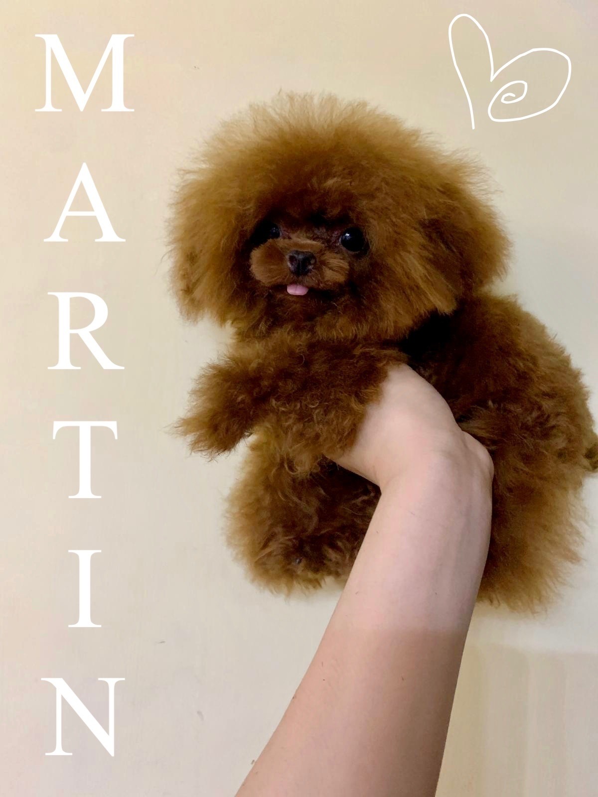 Teacup Pudel Züchter Deutschland